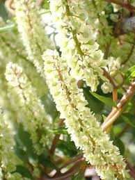 Image result for Basellaceae