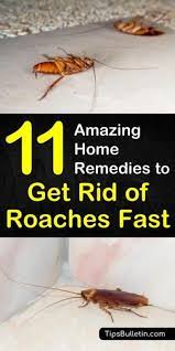 11 Amazing Solutions To Get Rid Of Roaches Fast Household Pests Home Remedies For Roaches Roaches
