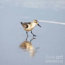 Image result for Turraea fischeri