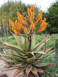 Image result for Aloe nuttii