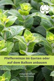 Pfefferminze Eines Der Bekanntesten Gartenkrauter Grunreichs Blog In 2020 Pflanzen Pfefferminze Pflanzen Pfefferminze