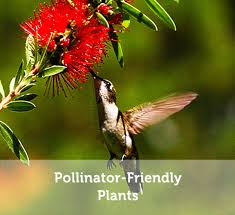 Around 75% of the world's plants rely on pollinators like bees, hummingbirds, and butterflies to assist with spreading around this pollen. Pollinator Friendly Plants For A Bee Friendly Garden