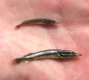 Картинки по запросу что такое нерест