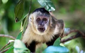 Maybe you would like to learn more about one of these? Capuchin Monkey Monkey Facts And Information