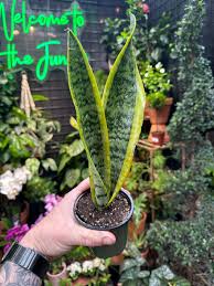 Image result for Sansevieria
