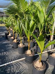 Image result for Cocos nucifera