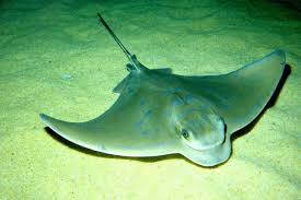 Image result for stingray barb