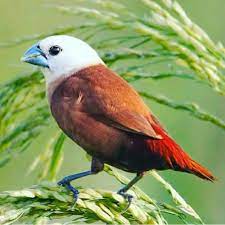 More birds will be added over time. Burung Kecil Burung Bondol Kaji Burung Mprit Kaji Burung Pipit Burung Murah Shopee Indonesia