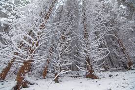 Popas.pelerinaj.jertfă.jertfelnicie.în satul cu pruni, nuci şi frunze şi flori am găsit o troiţă ridicată şi donată de familia lui pantea doru.am găsit şi fotografia bisericii! De Treci Codrii De Arama De Bucovina Te Iubesc Facebook