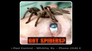 We're licensed and insured with over 30 years of experience in the business. Home Ferguson Pest Control