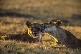 Best Tanzania Safari Tours Di 2020 Tanzania