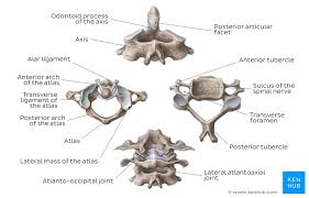 Atlas and axis bone model attached with bands | ebay. Cervical Spine Anatomy Ligaments Nerves And Injury Kenhub