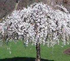 Dwarf flowering trees to plant in small spaces. 7 Flowering Trees Ideas Flowering Trees Ornamental Trees Trees And Shrubs