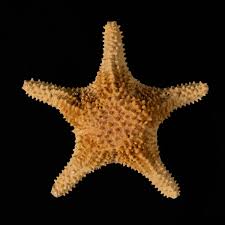 Image result for Pentanisia sykesii