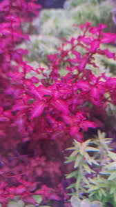 Image result for Ludwigia senegalensis