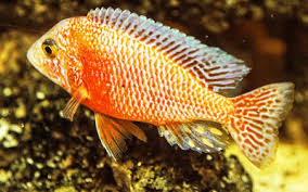 African Cichlids Aquariumnexus