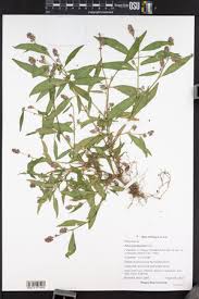 Image result for Persicaria madagascariensis