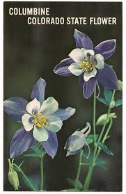 Use them in commercial designs under lifetime, perpetual & worldwide rights. Columbine Famous State Flower Colorado Postcard Co Purple Blue White Blooms Ebay