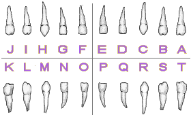 Check spelling or type a new query. Teeth Names Numbers