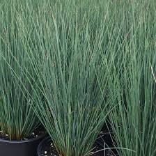 Image result for Juncus