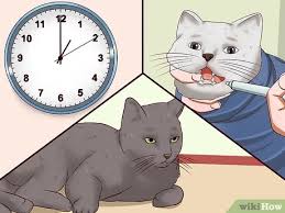 If benadryl doesn't sedate your cat, visit your veterinarian for a sedative. 3 Ways To Sedate A Cat Wikihow