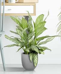 This beautiful plant can grow without direct sunlight, but it really loves indirect light. 40 Best Indoor Plants That Don T Need Sunlight Joyful Derivatives