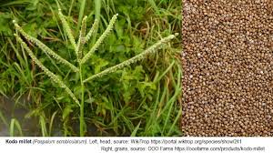 Image result for Paspalum scrobiculatum