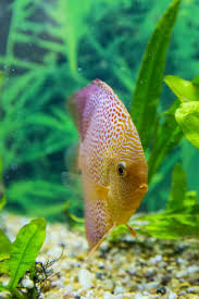 Penang Eruption Discus In Planted Aquarium Discus Aquarium Planted Aquarium Freshwater Aquarium