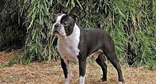 North carolina view/post french bulldogs for adoption in north carolina on rescue me!: French Bulldog Dog Breed Profile Petfinder