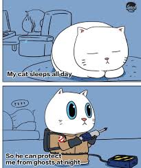 See more ideas about cute cats, cats and kittens, crazy cats. Ladycat S Cats