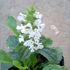 楽天市場 花苗 アジュガ ホワイト 1鉢 3 3 5号 Ajuga White Alba 花苗 多年草 苗 宿根草 グランドカバー 耐寒性 シェイドガーデン 白花 苗 花の苗 ガーデニング 寄せ植え 庭植え 季節の花苗 草丈低い 春苗 ハッピーガーデン