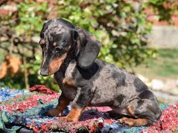 Located in southern illinois, these beautiful dachshund puppies will make a wonderful addition to your life! Dachshund Puppies Nakuru Kenya Cute Doggies And Puppies Free Images