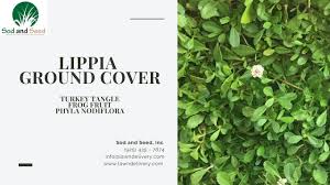 Image result for Lippia oatesii
