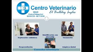 La medicina me parece fascinante, especialmente la veterinaria.i find medicine fascinating, especially veterinary science. Centro Veterinario El Bulldog Ingles Fotos Facebook