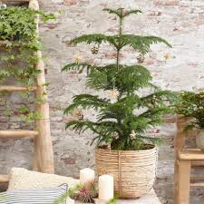 The norfolk island pine or star pine (araucaria heterophylla), originates from a tiny island off the east coast of australia. Norfolk Island Pine Trees For Sale Brighterblooms Com