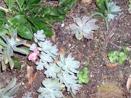 Image result for Aeollanthus