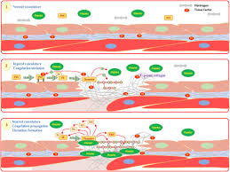 Image result for Ctenitis cirrhosa