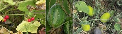 Image result for Eureiandra sp. A