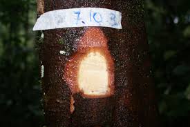 Image result for Argomuellera