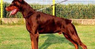 It all started in the year 2014, when we got first got our male and female doberman puppies. Doberman Pinscher For Sale Hoobly Classifieds Doberman Pinscher Miniature Schnauzer Puppies Dog Breeds
