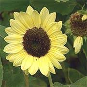 Check spelling or type a new query. 17 Plants To Control Pests P Allen Smith