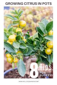 Lemon trees (citrus limon) grow well in pots, especially in sunny and warm rooms indoors. Tips For Growing Citrus Trees In Pots Kellogg Garden Organics