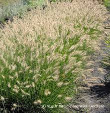 Pennisetum Alopecuroides Piglet Pp19074 Fountain Grass Piglet Fountain Grass Growing Grass