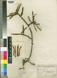 Image result for Tridactyle anthomaniaca