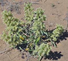 Image result for Polystachya hastata