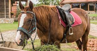 Myth Don T Feed Horses Before Riding Succeed Equine Blog