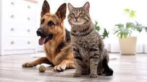 Dieser pinnwand folgen 446 nutzer auf pinterest. Haustiere In Der Mietwohnung Mietrecht Fur Tierhalter Ein Herz Fur Tiere Herz Fuer Tiere De