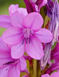 Image result for Watsonia borbonica