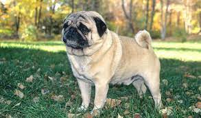 Pug Breed Information