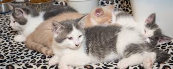 Louisville kentucky pets and animals view pictures. The Cost Of That Free Kitten Ninth Life Cat Rescue